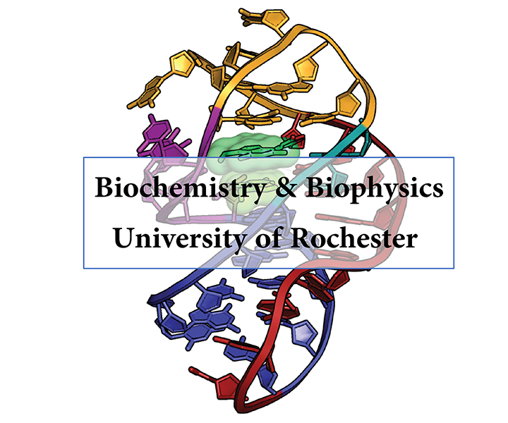 U of Rochester Biochem Biophys